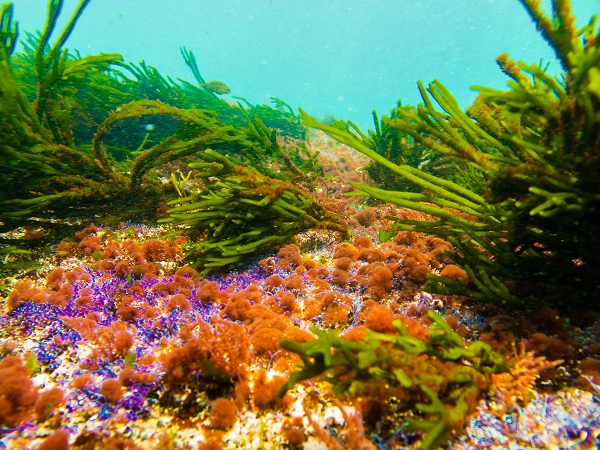corales